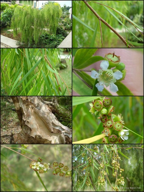 Aggreflorum brachyandrum • © Ong Kwan Han • All Rights Reserved