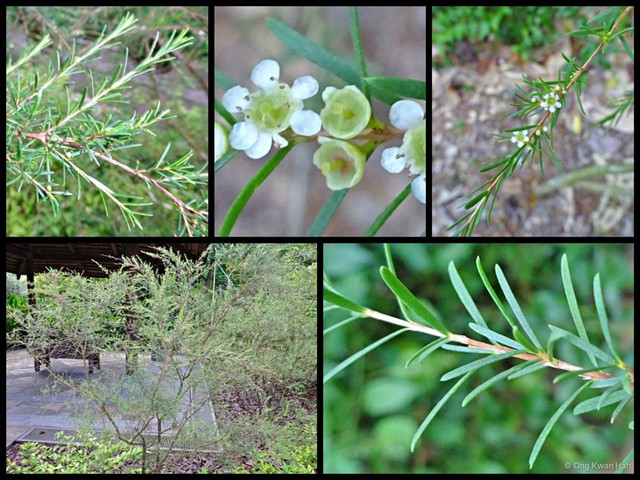 Baeckea frutescens • © Ong Kwan Han • All Rights Reserved