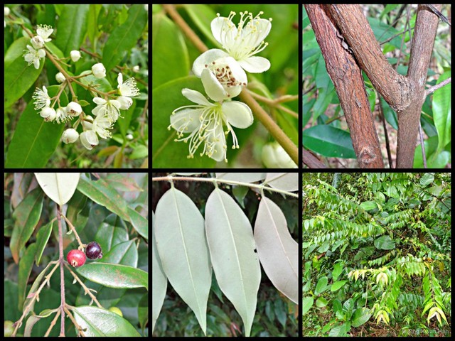 Decaspermum fruticosum • © Ong Kwan Han • All Rights Reserved