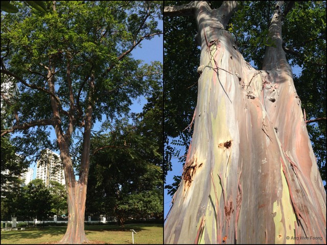 Eucalyptus (Symphyomyrtus) deglupta • © Ang Wee Foong • All Rights Reserved