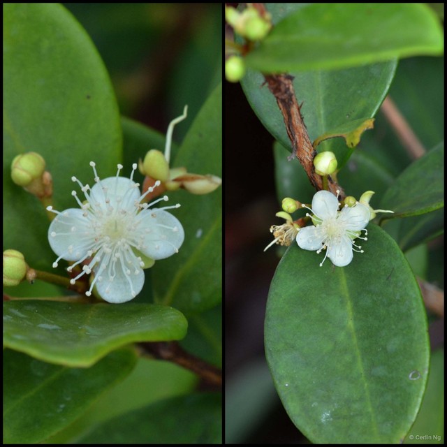 Eugenia reinwardtiana • © Cerlin Ng • All Rights Reserved