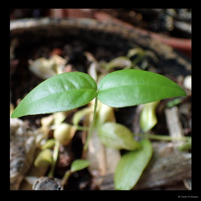 Eugenia (Eugenia) uniflora • © Yeoh Yi Shuen • All Rights Reserved