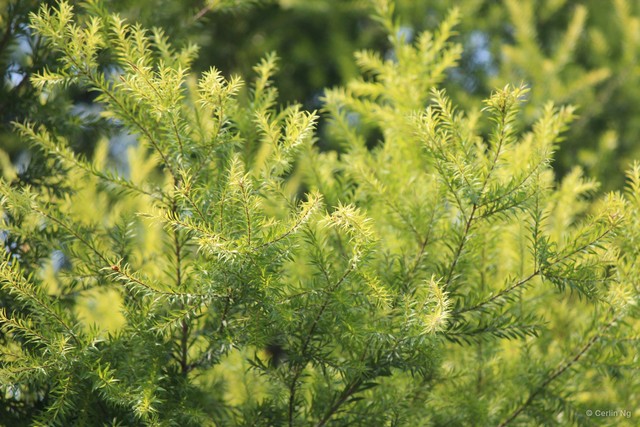 Melaleuca bracteata • © Cerlin Ng • All Rights Reserved