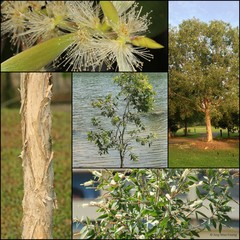 Melaleuca cajuputi