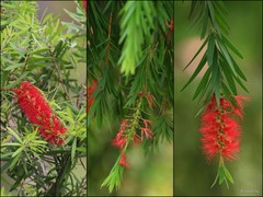 Melaleuca citrina