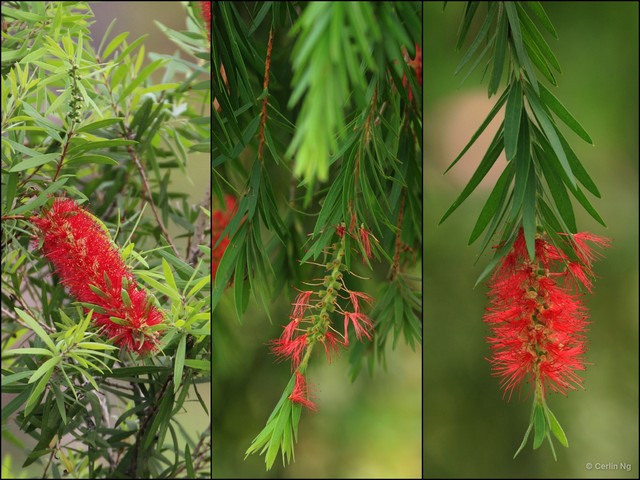 Melaleuca citrina • © Cerlin Ng • All Rights Reserved