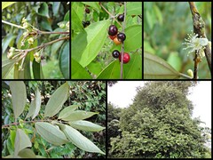 Rhodamnia cinerea