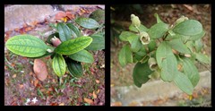 Rhodomyrtus tomentosa