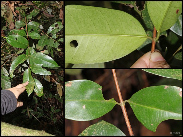 Syzygium acuminatissimum • © NUSBL • All Rights Reserved