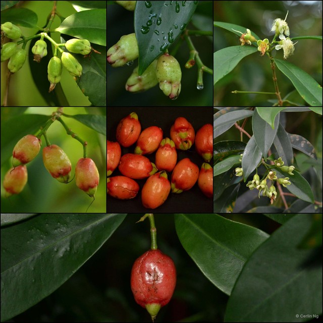 Syzygium alliiligneum • © Cerlin Ng • All Rights Reserved