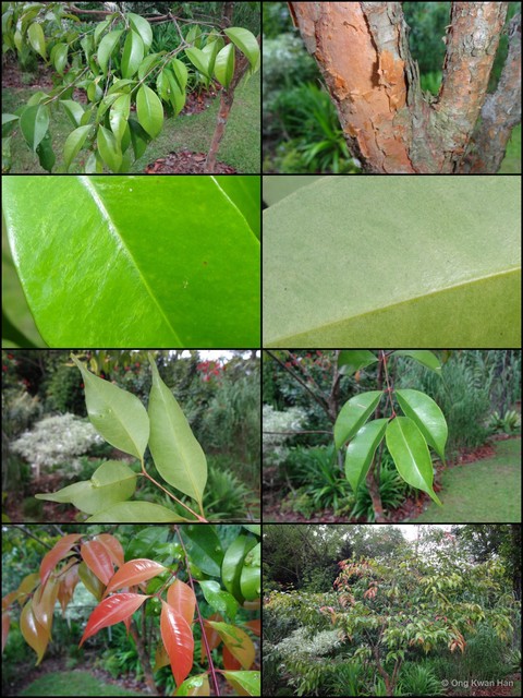 Syzygium antisepticum • © Ong Kwan Han • All Rights Reserved