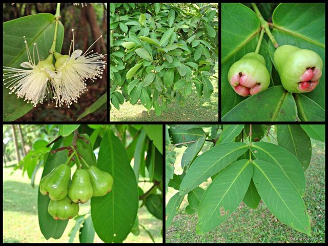 Syzygium aqueum • © Ong Kwan Han • All Rights Reserved