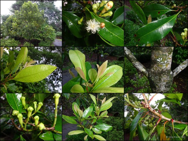 Syzygium aromaticum • © Ong Kwan Han • All Rights Reserved