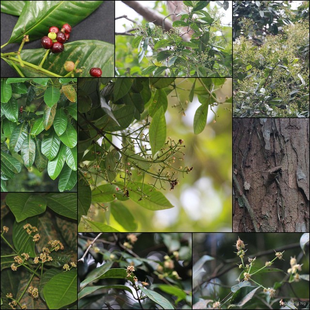 Syzygium borneense • © Cerlin Ng • All Rights Reserved
