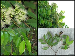 Syzygium cerasiforme