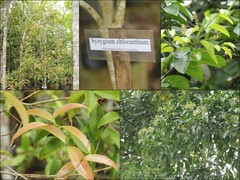 Syzygium chloranthum