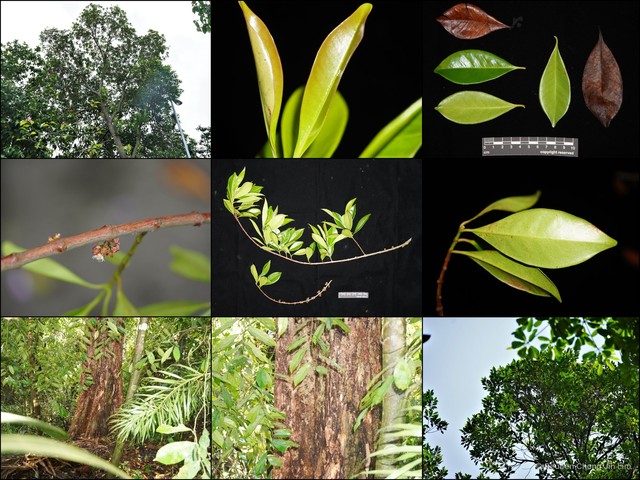 Syzygium conglomeratum var. conglomerata • © Reuben Chong Jin Lim • All Rights Reserved
