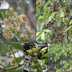 Syzygium cumini