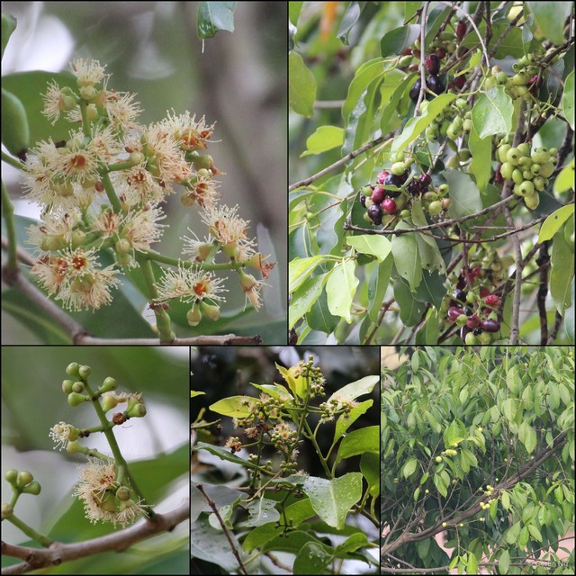 Syzygium cumini • © Cerlin Ng • All Rights Reserved