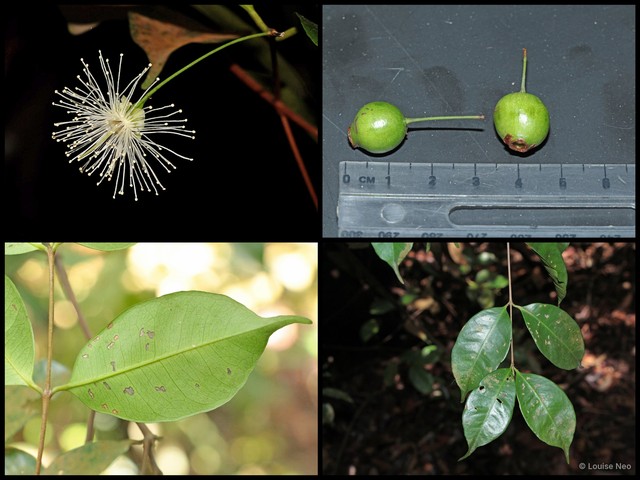 Syzygium filiforme var. filiforme • © Louise Neo • All Rights Reserved