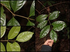 Syzygium glabratum (DC.) Veldkamp