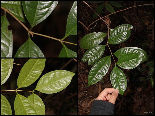 Syzygium glabratum • © NUSBL • All Rights Reserved