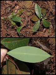 Syzygium glaucum