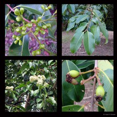 Syzygium grande