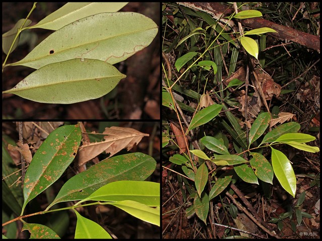 Syzygium incarnatum • © NUSBL • All Rights Reserved