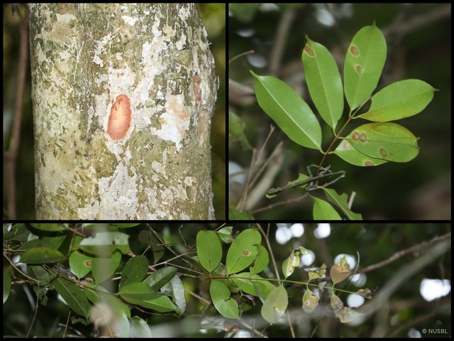 Syzygium inophyllum • © NUSBL • All Rights Reserved