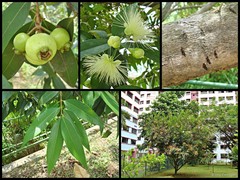 Syzygium jambos