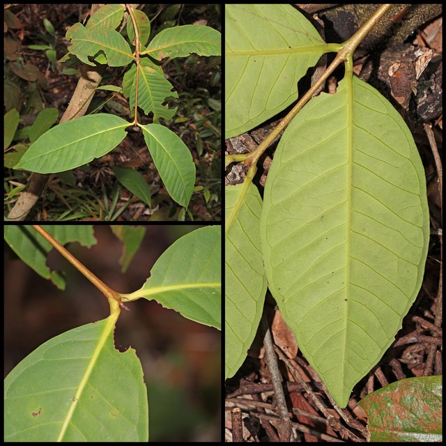 Syzygium leptostemon • © NUSBL • All Rights Reserved