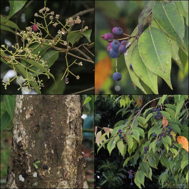 Syzygium leucoxylon • © Cerlin Ng • All Rights Reserved