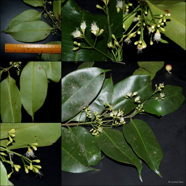 Syzygium maingayi • © Louise Neo • All Rights Reserved