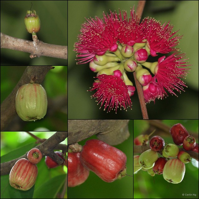 Syzygium malaccense • © Cerlin Ng • All Rights Reserved