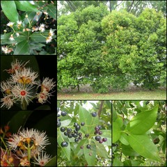 Syzygium myrtifolium
