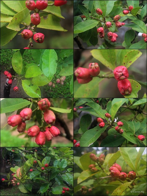 Syzygium nervosum • © Cerlin Ng • All Rights Reserved