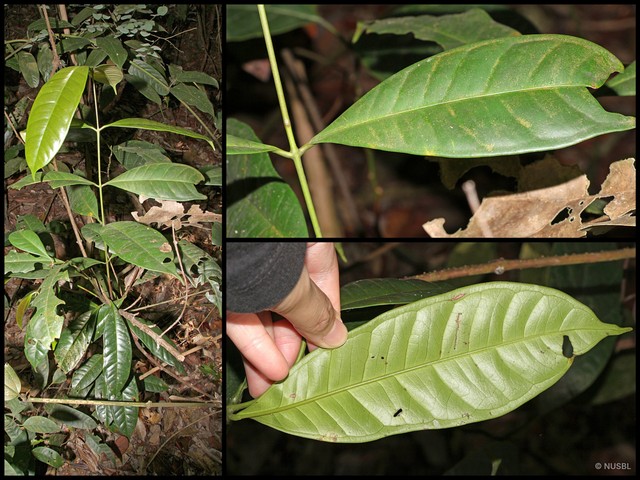 Syzygium ngadimanianum • © NUSBL • All Rights Reserved