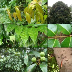 Syzygium oblatum