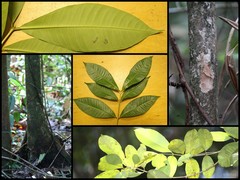 Syzygium pachyphyllum