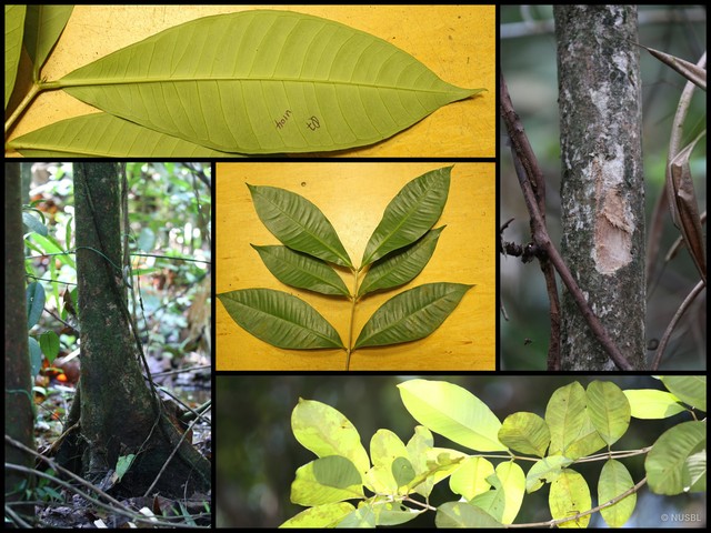 Syzygium pachyphyllum • © NUSBL • All Rights Reserved