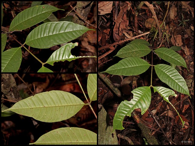 Syzygium pauper • © NUSBL • All Rights Reserved