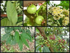 Syzygium polyanthum