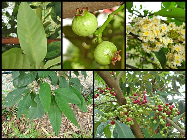 Syzygium polyanthum • © Ong Kwan Han • All Rights Reserved