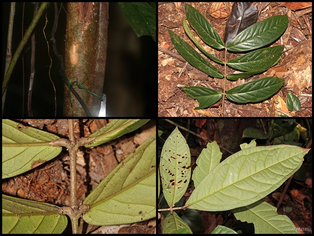 Syzygium pseudoformosum • © NUSBL • All Rights Reserved
