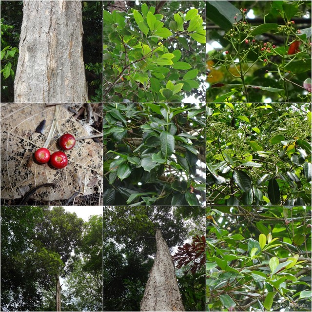 Syzygium pustulatum • © Ong Kwan Han • All Rights Reserved