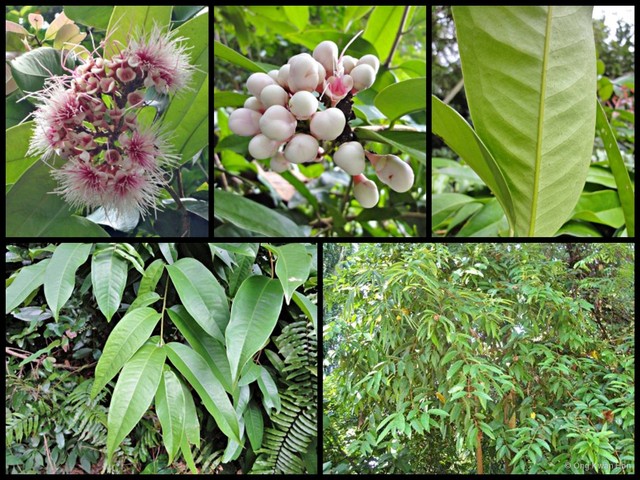 Syzygium pycnanthum • © Ong Kwan Han • All Rights Reserved