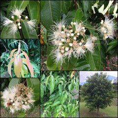 Syzygium pyrifolium