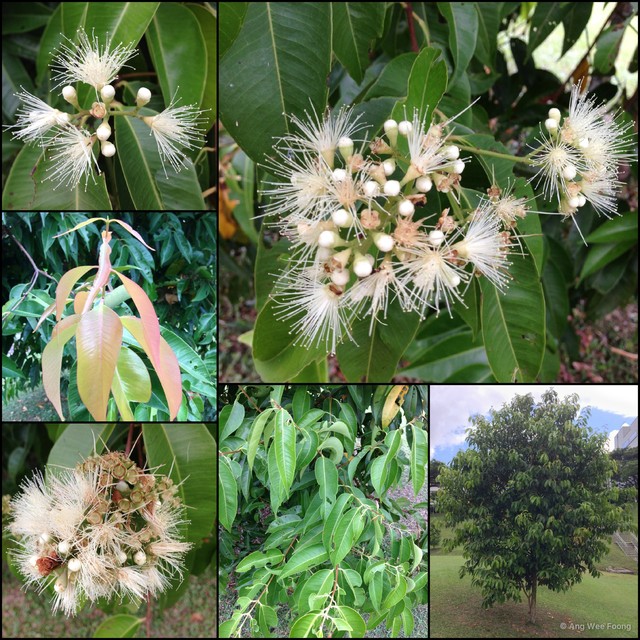 Syzygium pyrifolium • © Ang Wee Foong • All Rights Reserved