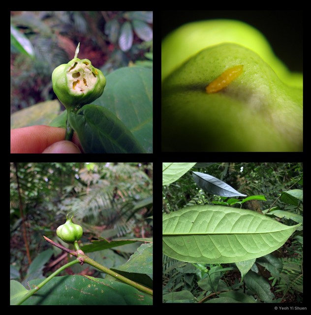 Syzygium ridleyi • © Yeoh Yi Shuen • All Rights Reserved